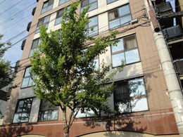 �V���t�H�j�[�~���H����