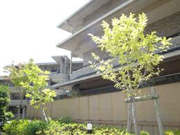 �O�����E�R�[�g���R